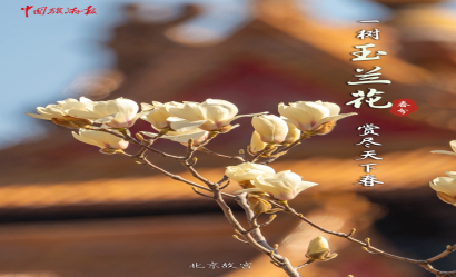 春分，共赴一場春日花事！