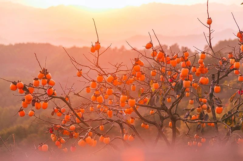 8c0cf88578d1e4cdf0d225d41f8281c2 8c0cf88578d1e4cdf0d225d41f8281c2